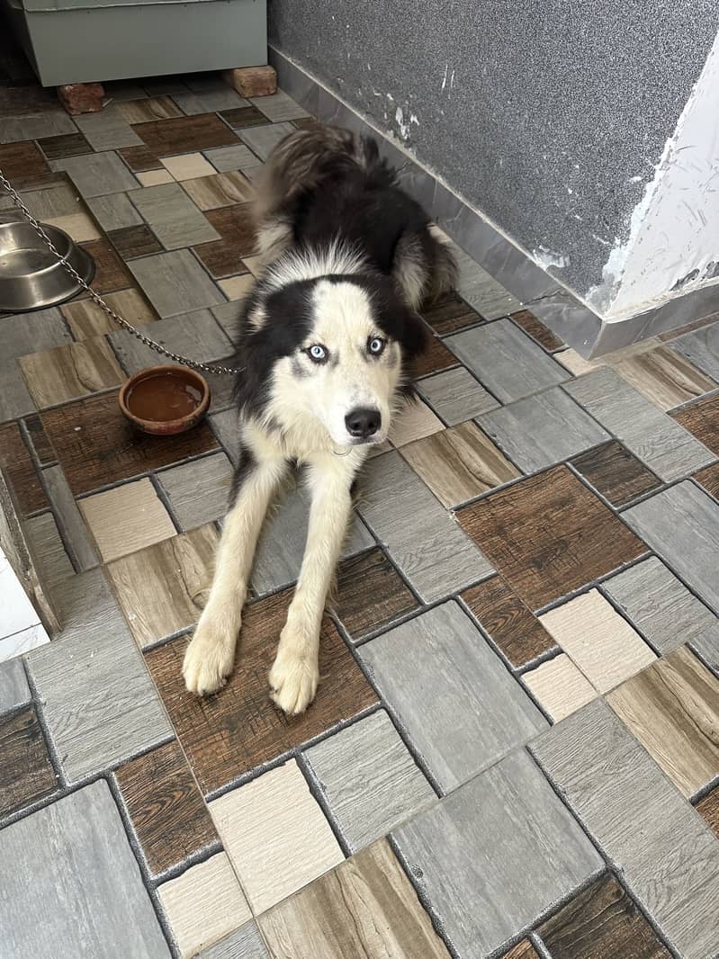 Husky 1