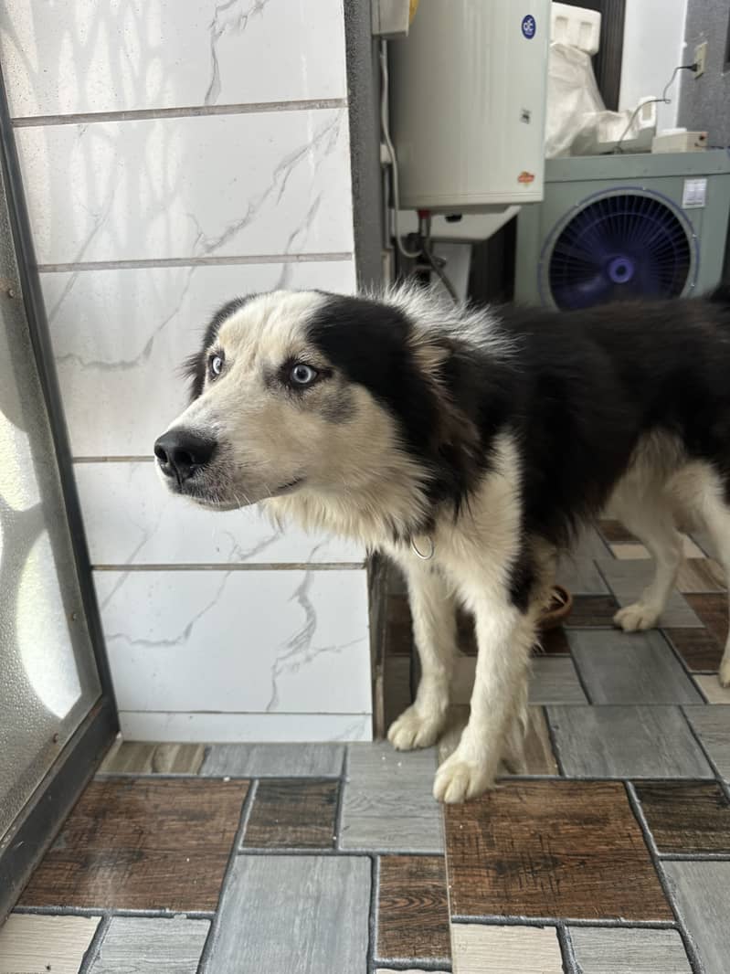 Husky 2