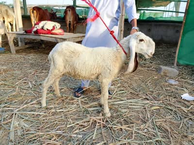pakki kherri he larkana nasal ki he