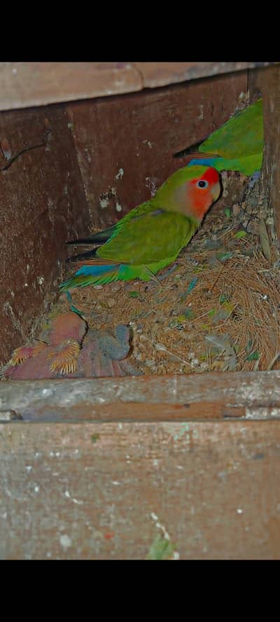 Love bird breeder pair