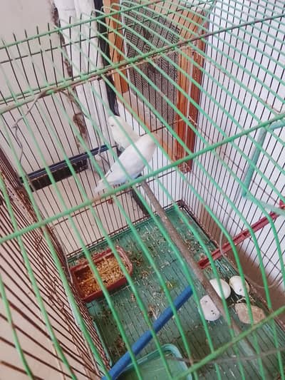 read eyes parrot 7 eges hn 4 paraot hn or pingra hn