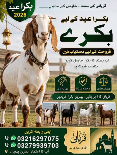 Qurbani ka li bakray dastyab hain