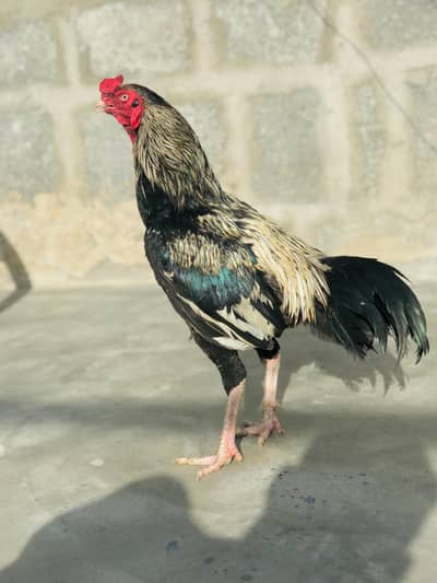 Pure Aseel  Black jawa murgha