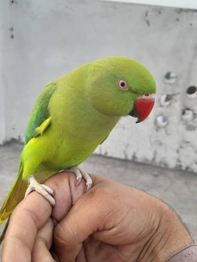 patha tame male 8k xtra tame breedr femal 0 bite 8k