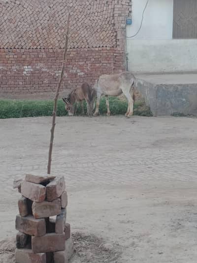 donkey with baby