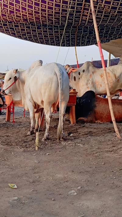 bulls for Eid