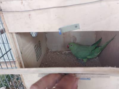 Ring neck parrots totay aquarium read complete description