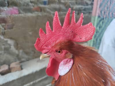   Murgha & Murgi Pair for Sale (Healthy & Active)