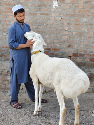 Dombaa for sale Eid offer