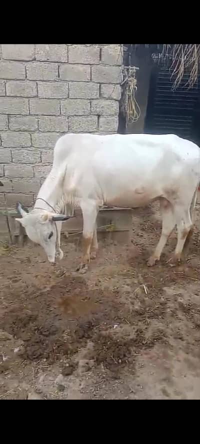 Qurbani Ka Janwar