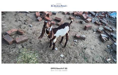 Healthy and active female baby Goat
