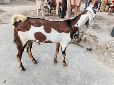 bakry for sell