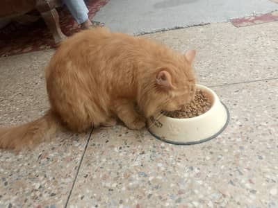 Persian male triple coat
