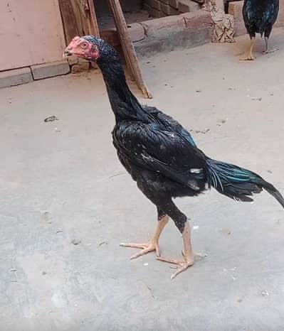 shamo