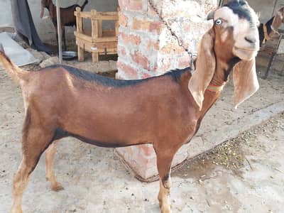 Qurbani Goats | Qurbani Janwar | قربانی کے بکرے | کھیرے بکرے |Eid Goat