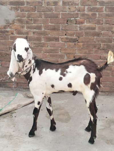 Pure Nagra nasal Male Goat For Sale 03414006191