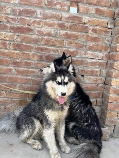 Siberian husky pair for sale