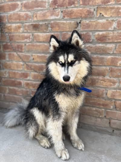 Siberian husky male for sale