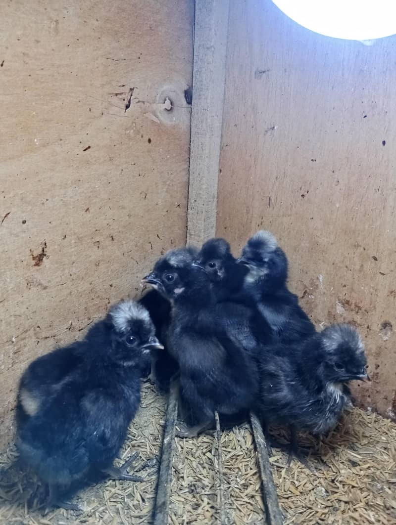 Polish Chicks 0