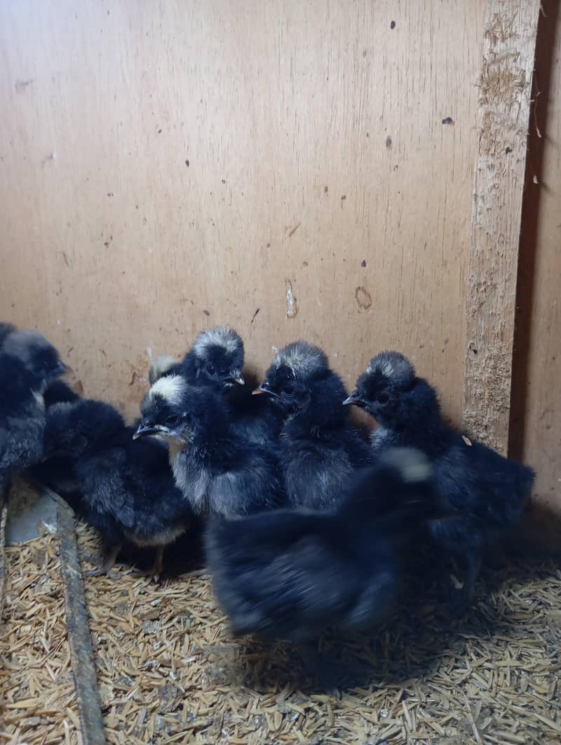Polish Chicks 1