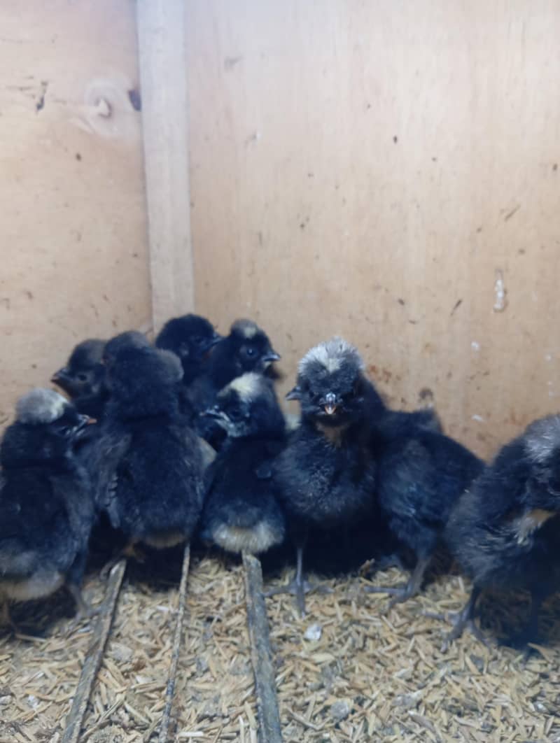 Polish Chicks 2