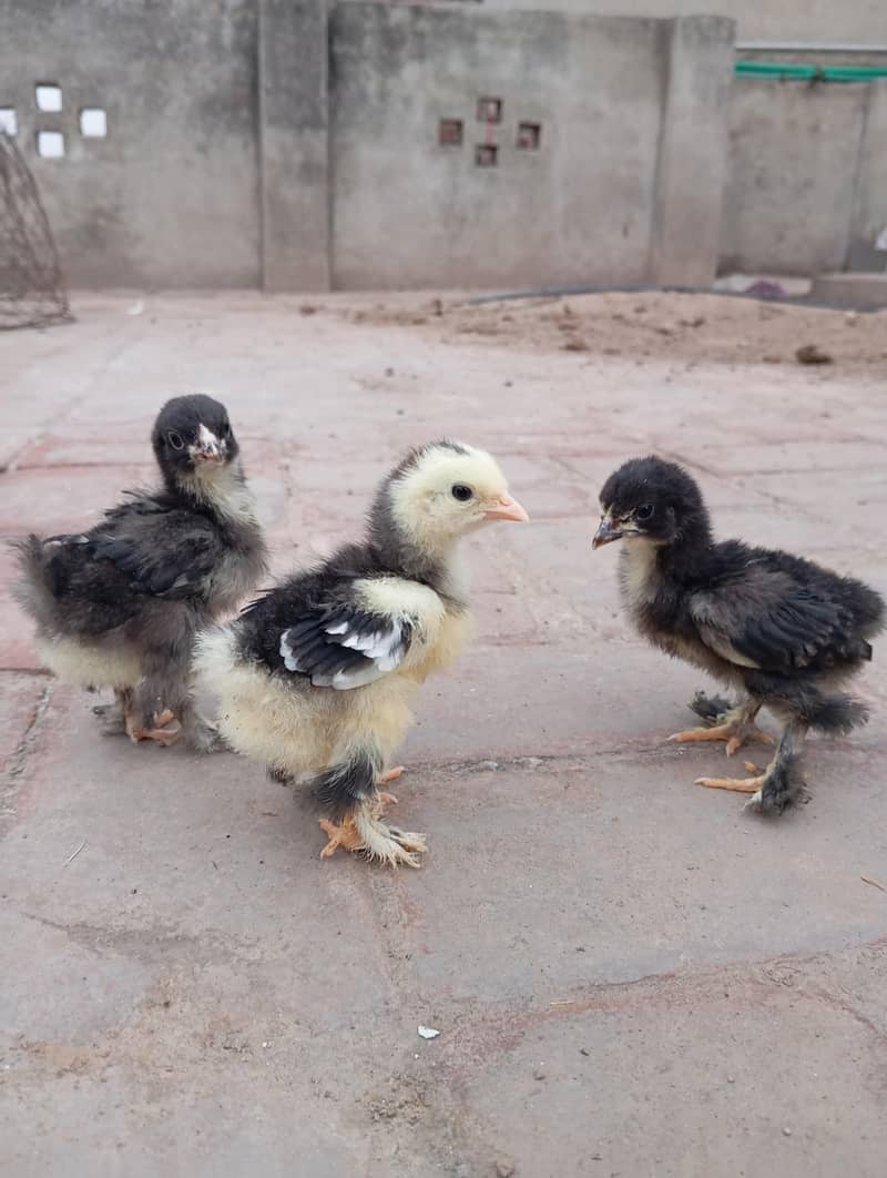 Polish Chicks 3