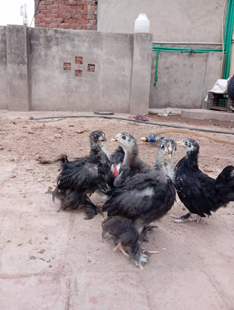 Polish Chicks 4