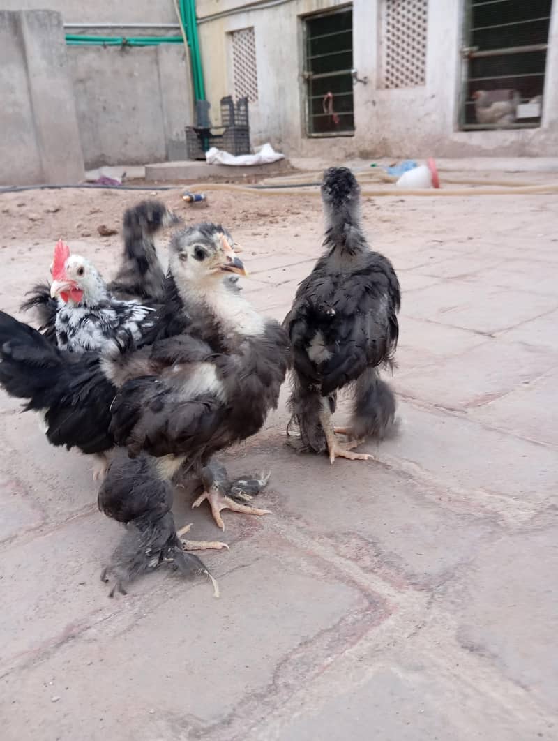 Polish Chicks 5