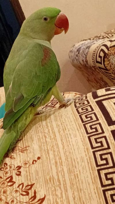 raw parrot for sale