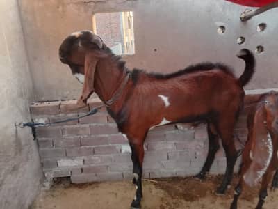 Goat's for sale