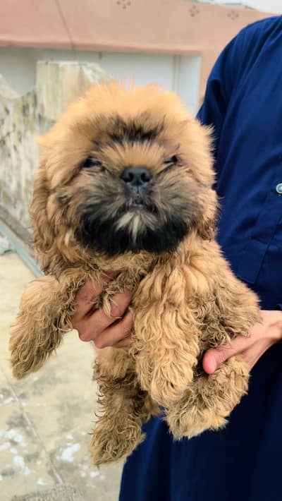 Shihtzu puppies