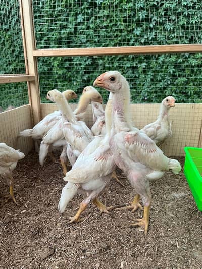 Shamo chicks
