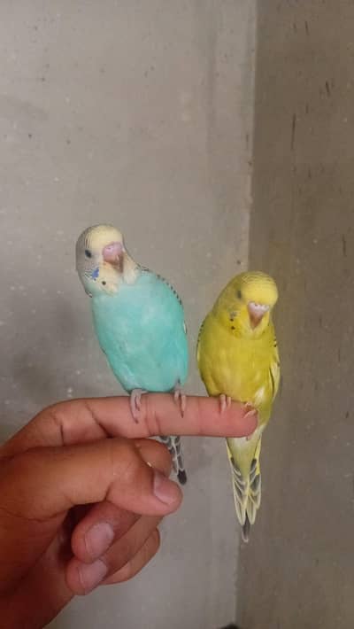 australlian parrot