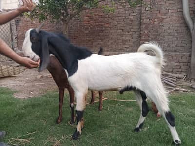 Bakra (Goat) 2 teeth