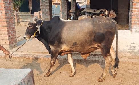 Bull / Bachra / Wacha / sahiwal bull/ Qurbani ka janwar / Qurbani 2026