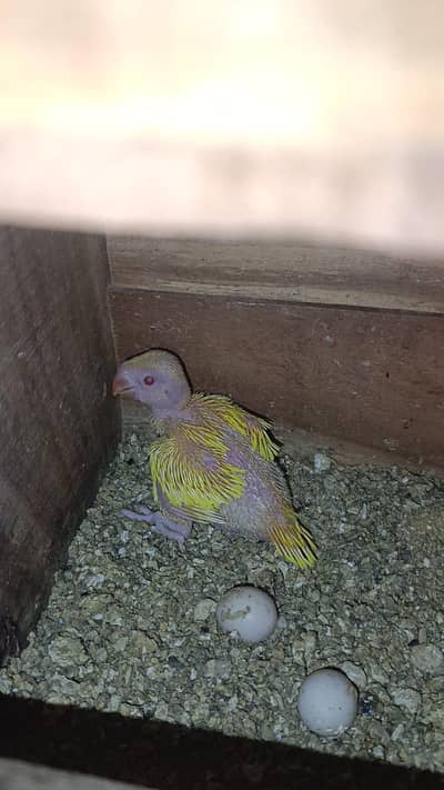 Yellow ringneck chick