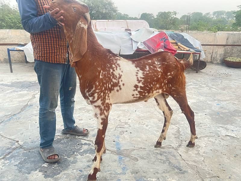 desi bakra 0