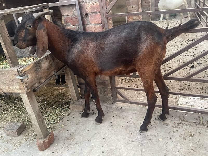 desi bakra 1