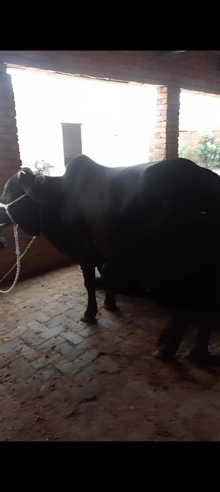 wacha 6