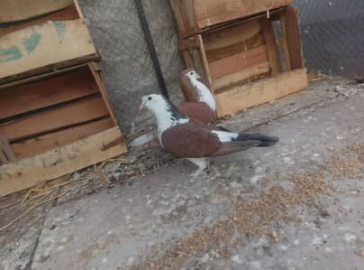 sherazi pair & king male