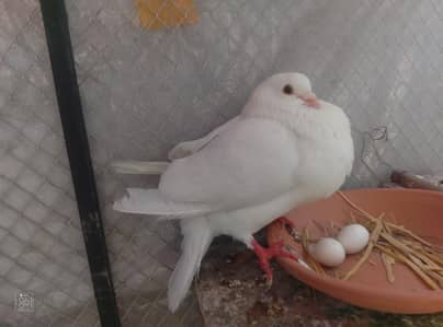 sherazi pair & king male