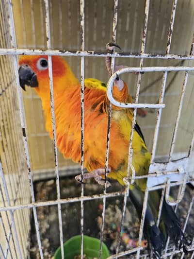 sun conure