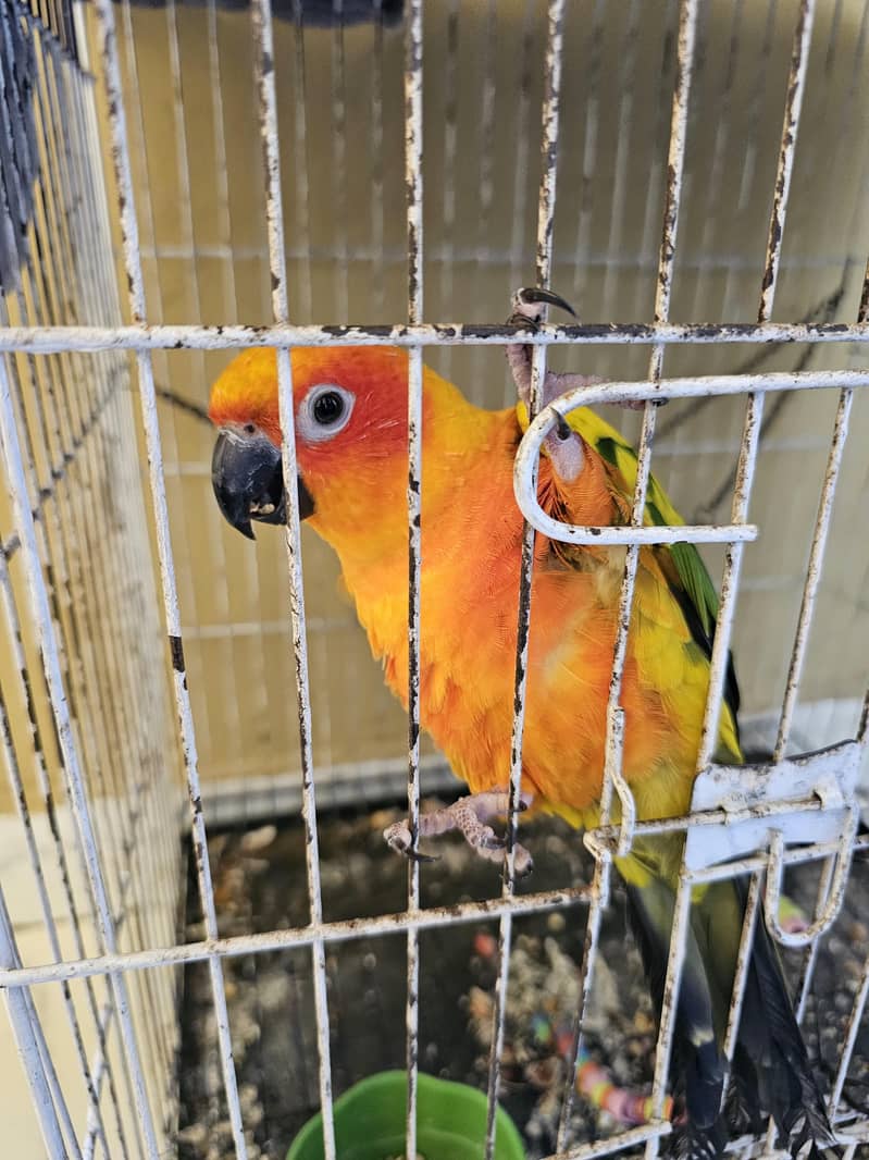 sun conure 1