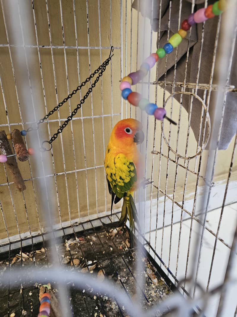 sun conure 2