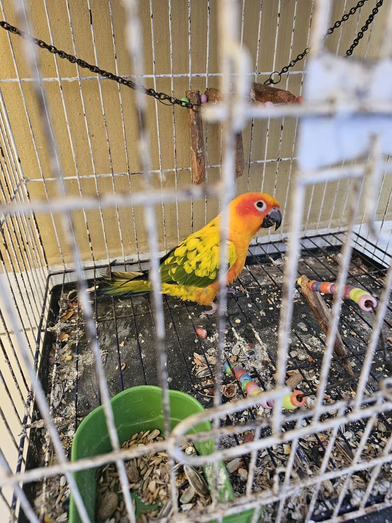 sun conure 3