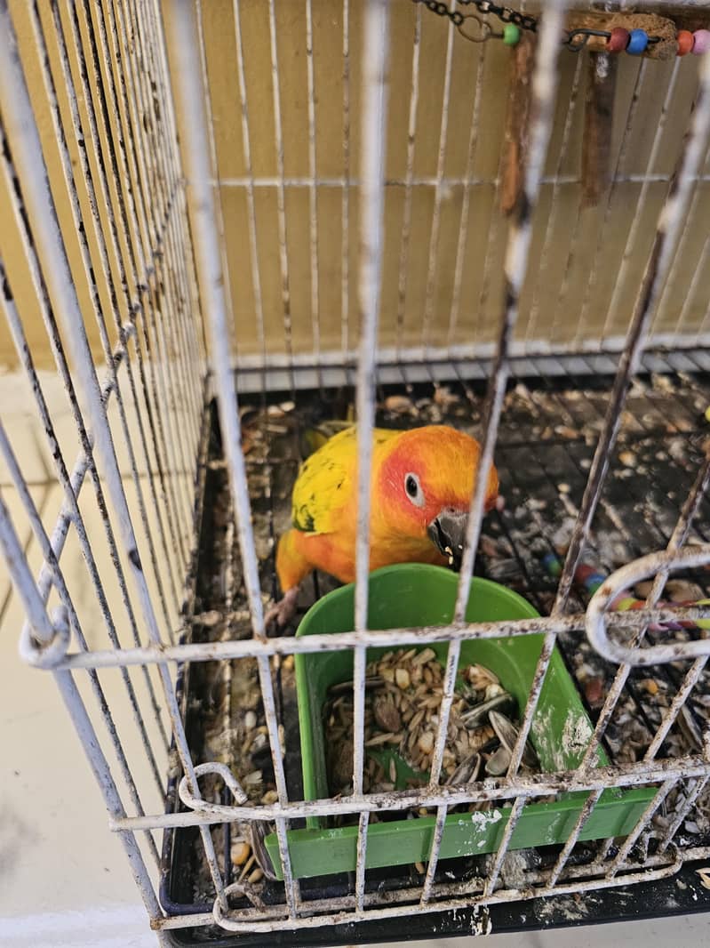 sun conure 4