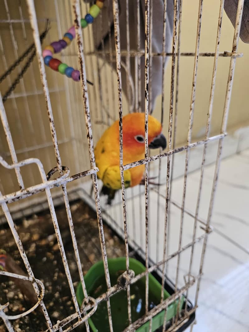 sun conure 5