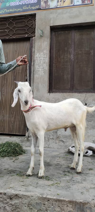 bakar for sale