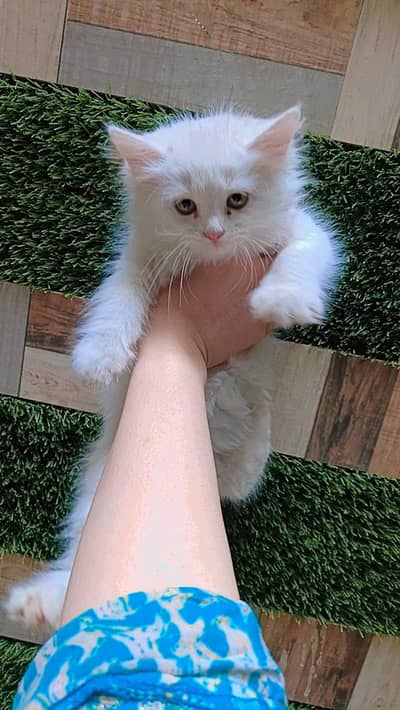 Persian kittens for sale