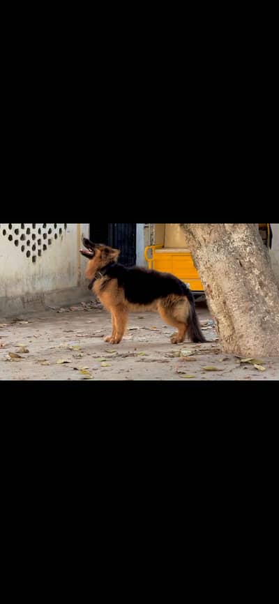 German sheperd